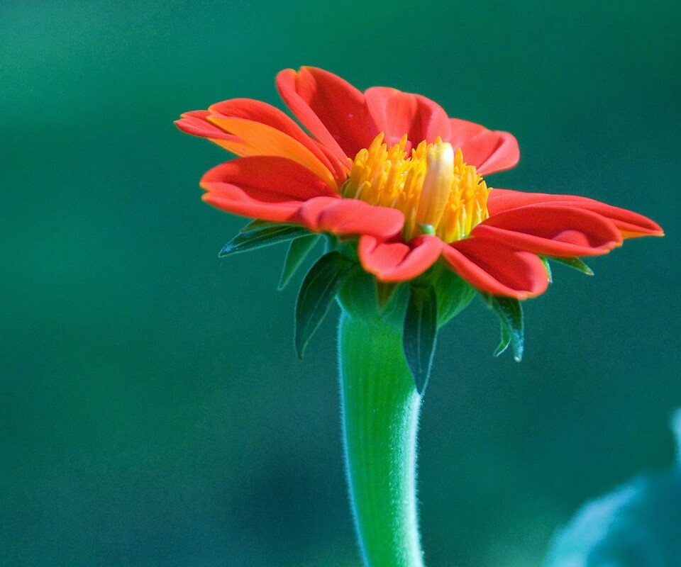 Красивый красный цветок обои