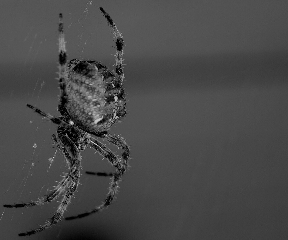Паук обои