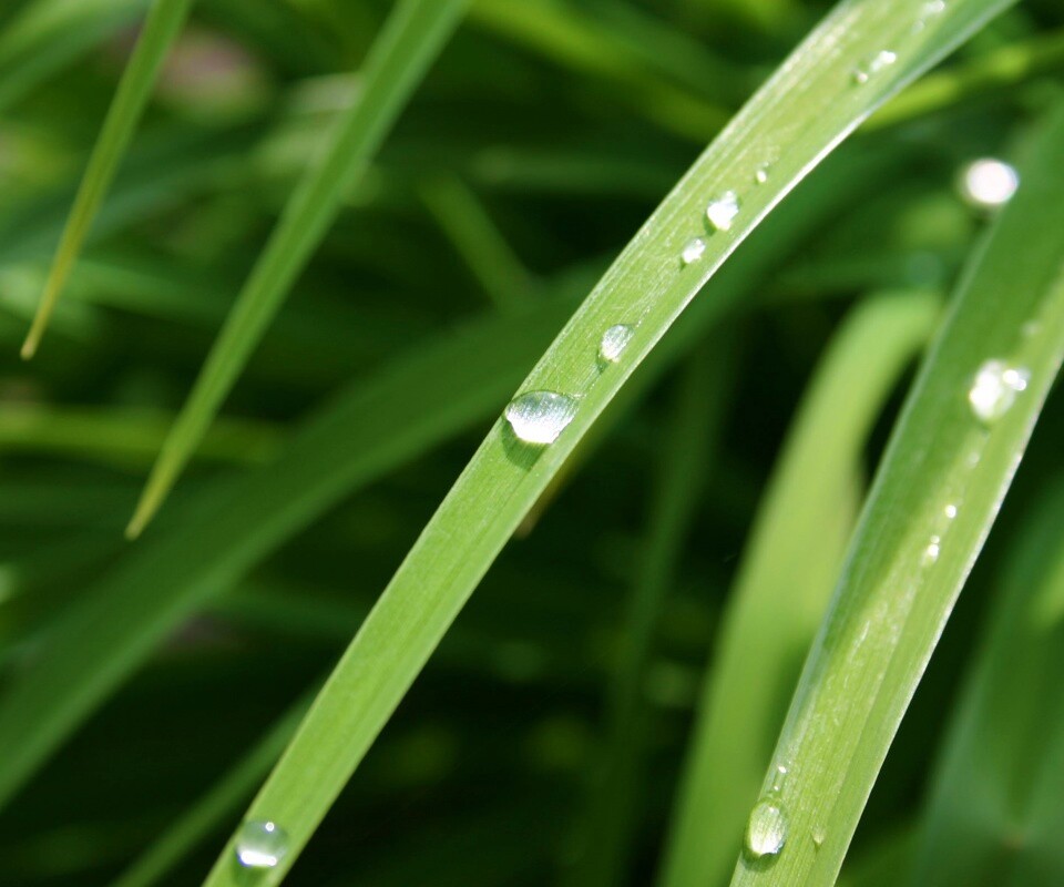 Капли росы на траве обои
