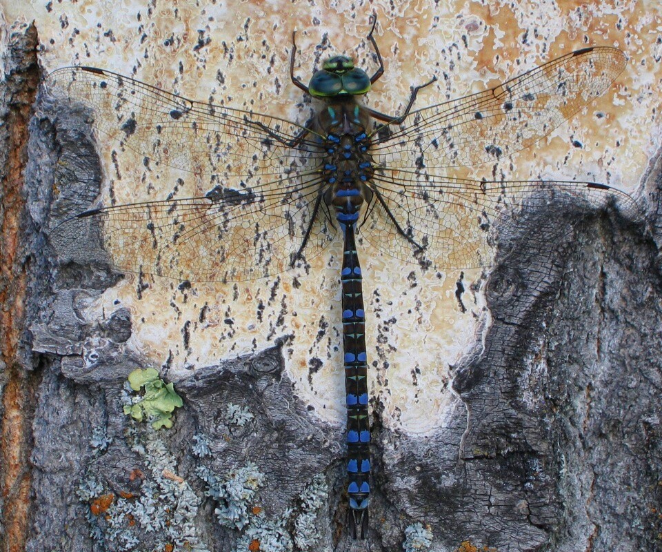 Стрекоза на дереве обои