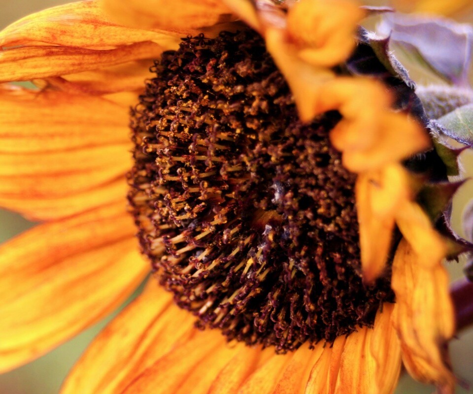 Подсолхну осенью обои