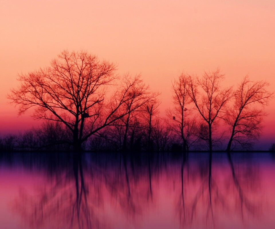 Деревья при закате обои