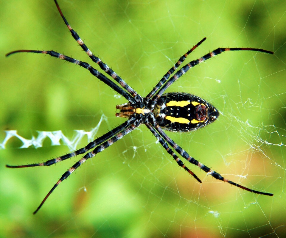 Огромный паук обои