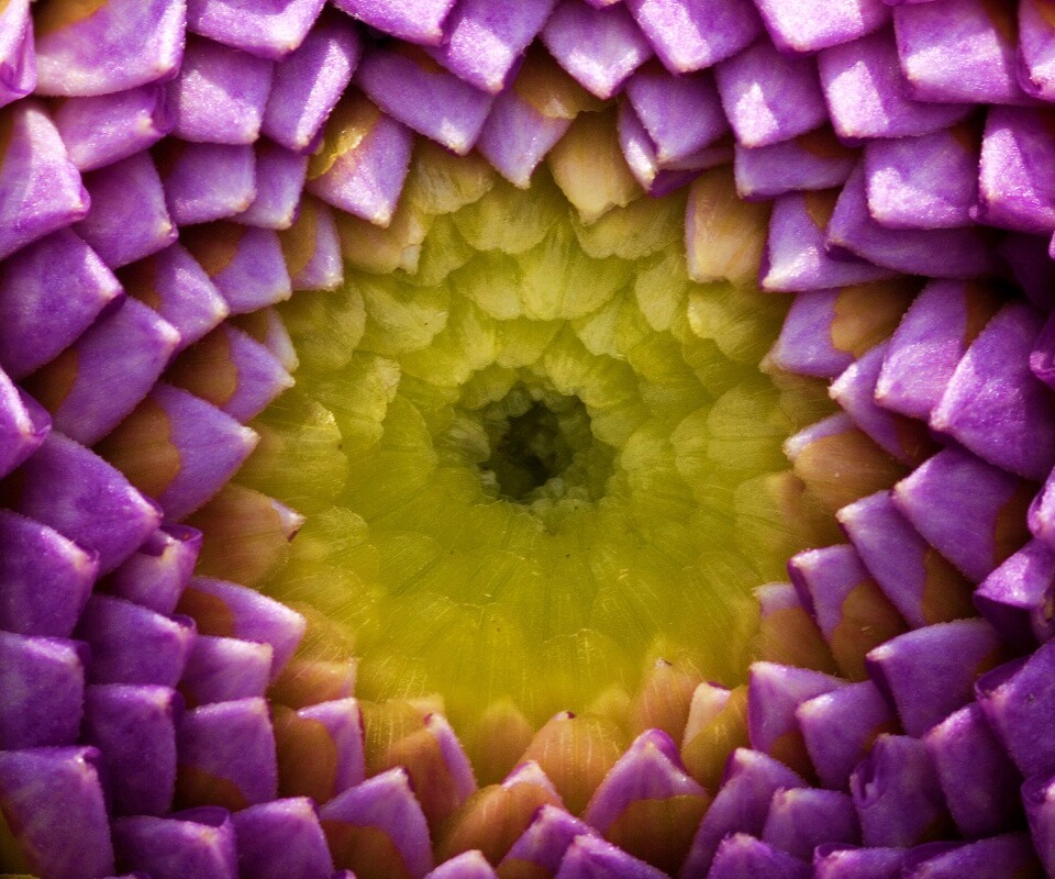 Сердцевина цветка обои