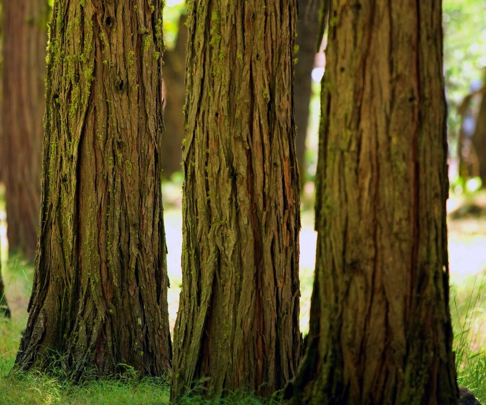 Стволы деревьев  обои