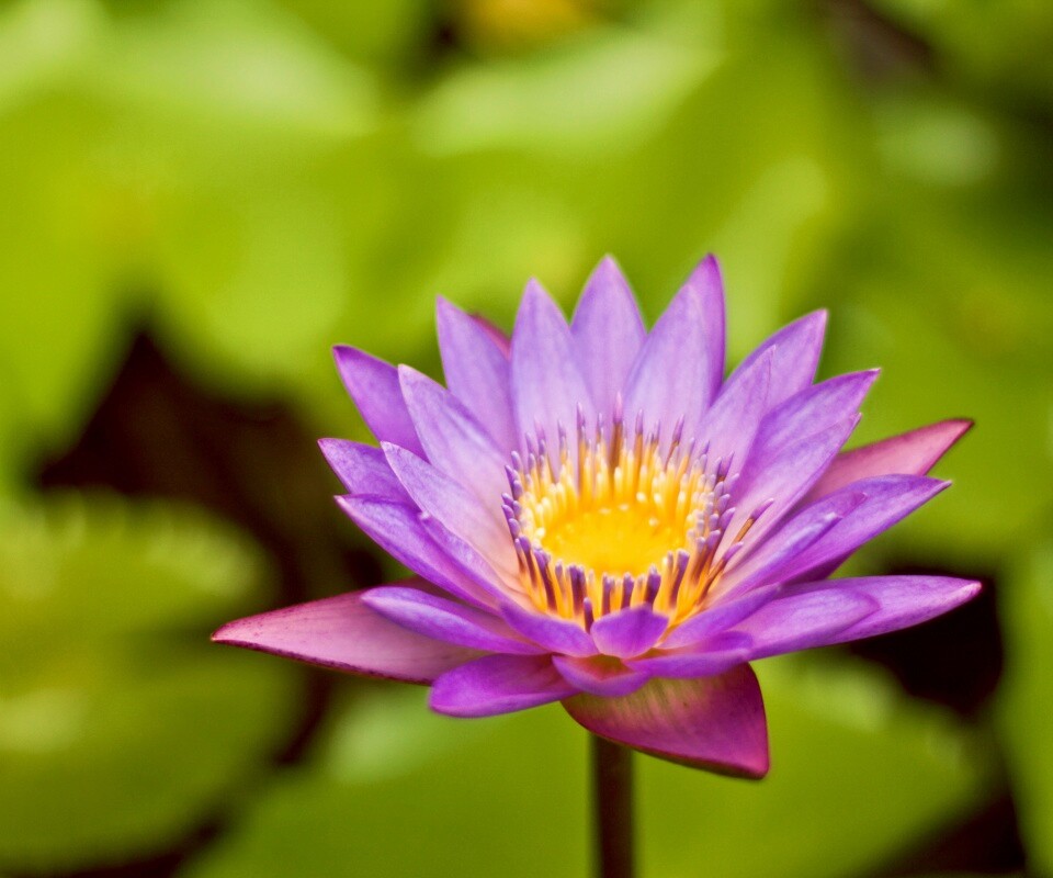 Фиолетовый цветок обои