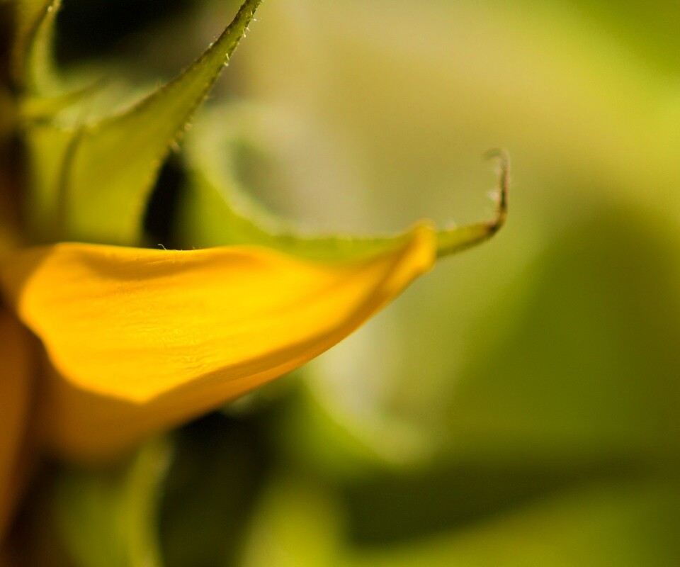 Солнечный цветок обои