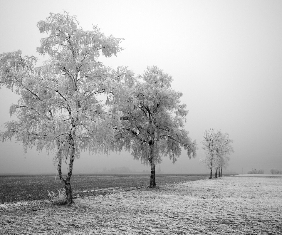 Первый снег обои