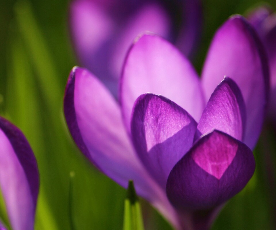 Фиолетовый крокус обои