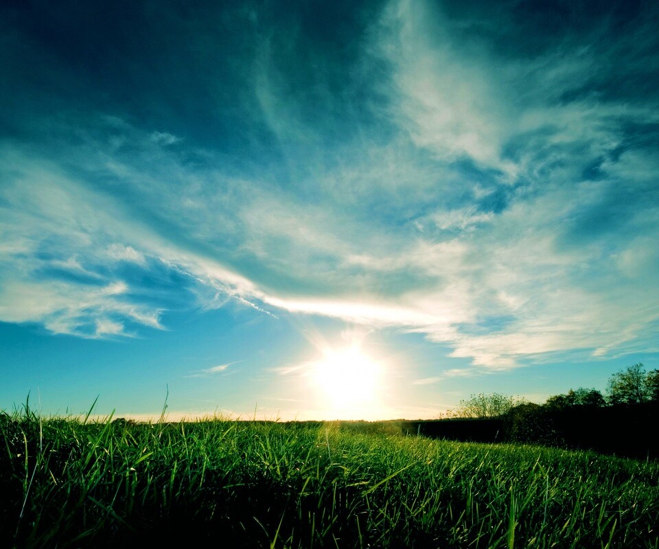 Травяной закат обои