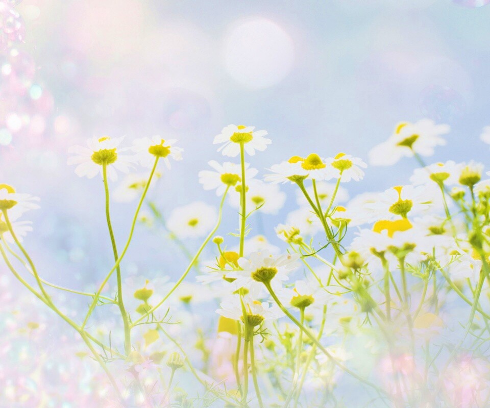 Цветочное лето обои