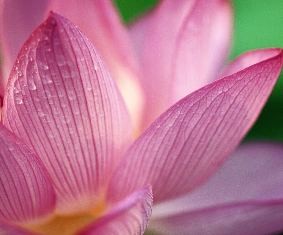 Лепестки цветов обои