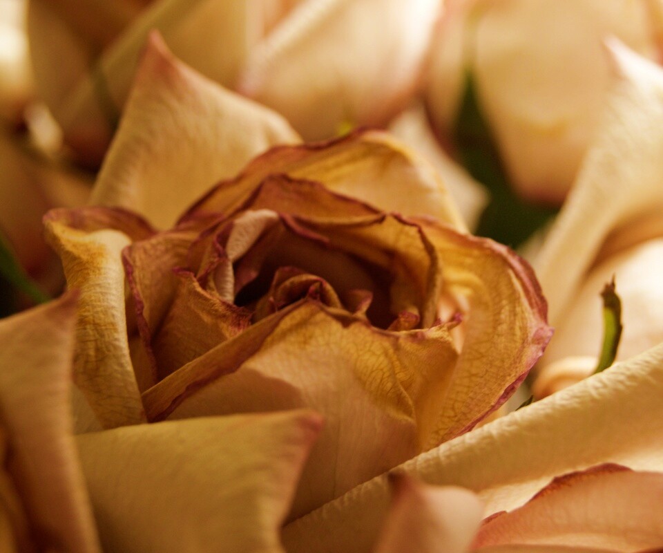 Увядающая роза обои