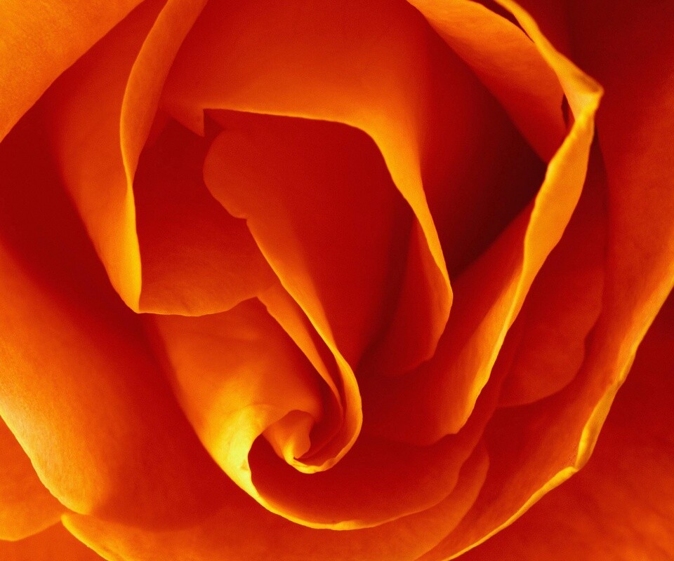 Макро фотка бутона обои