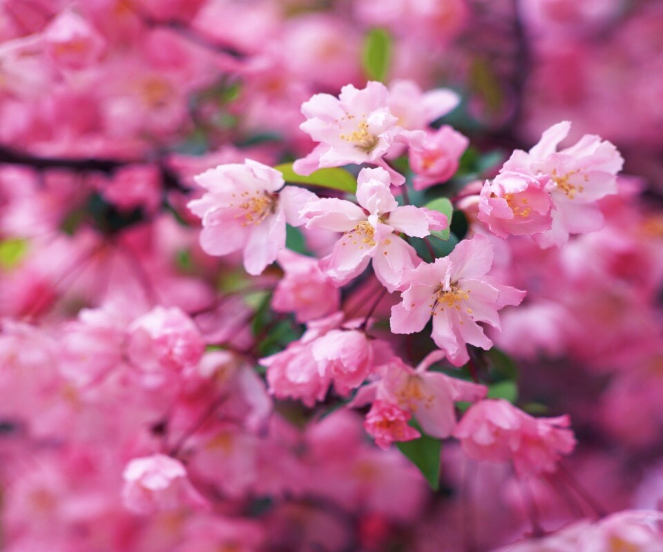 Весенние цветы обои