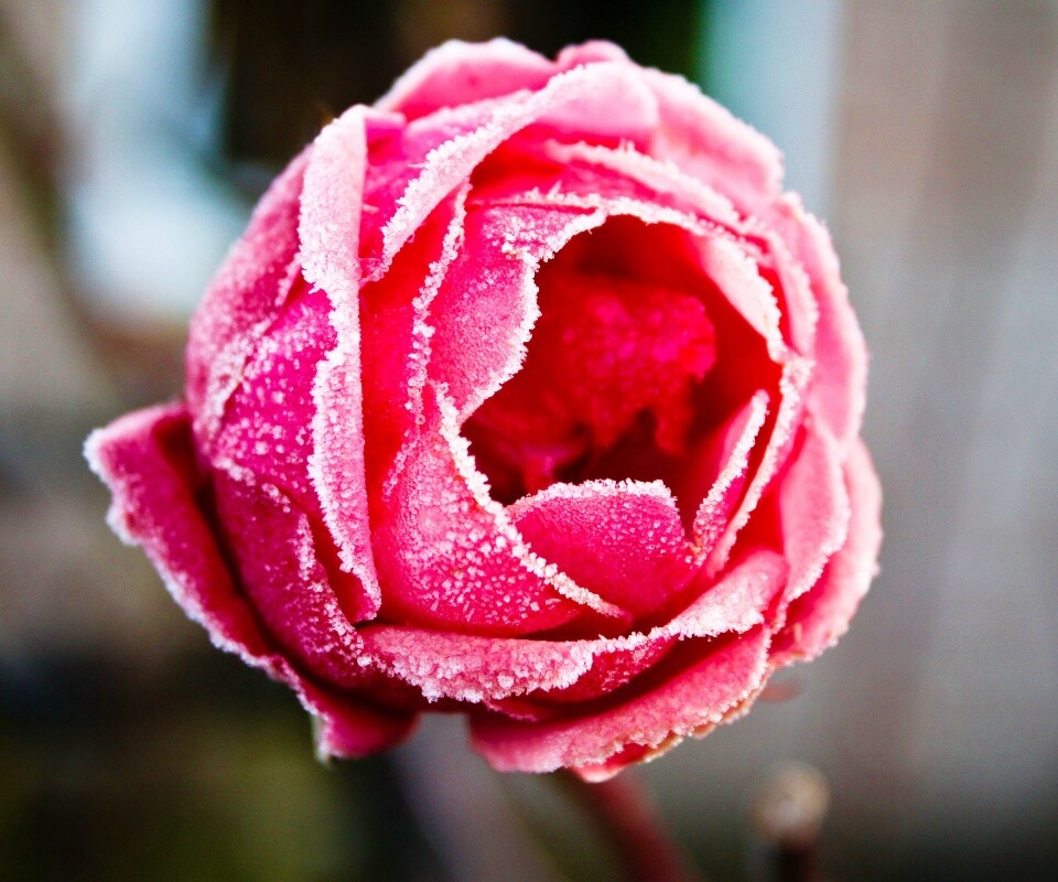 Роза в иние обои