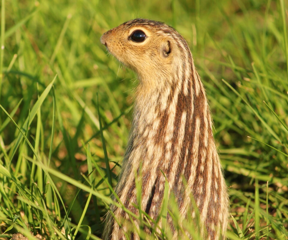 Сурок в стойке обои