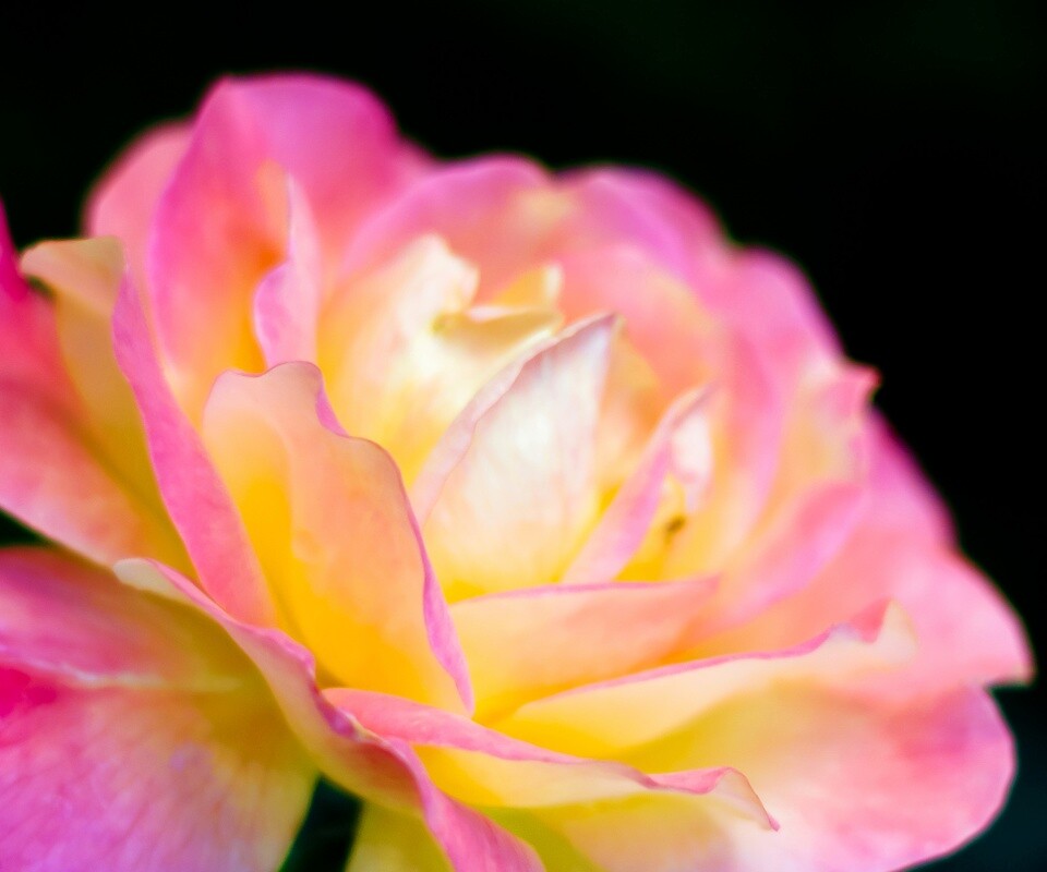 Картинка с нежным розовым цветком обои