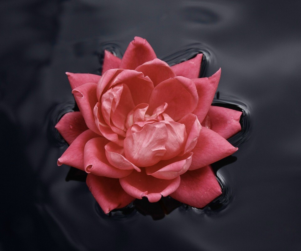 Красивый цветок на воде обои