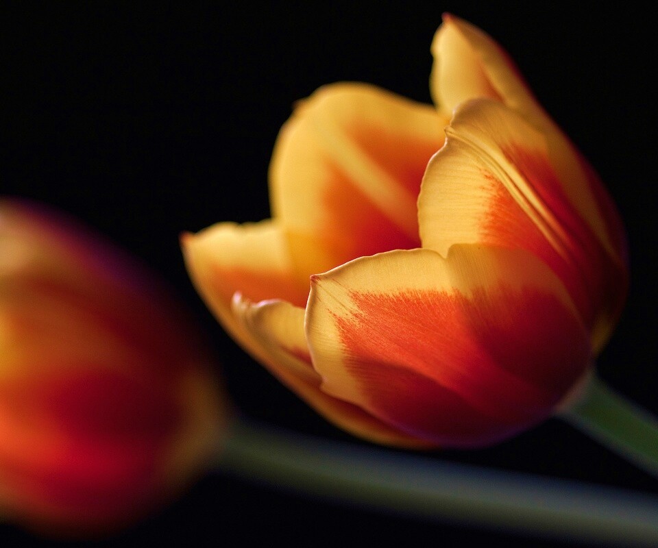 Тюльпаны в темноте обои