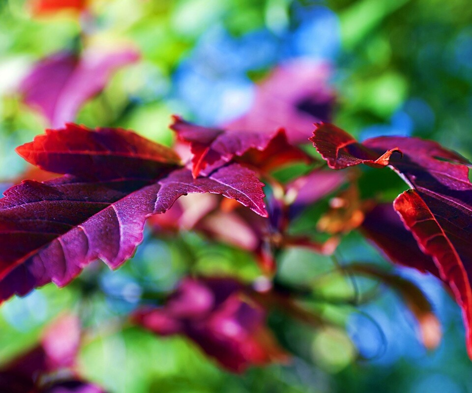 Красивые осенние листья в баговых цветах обои