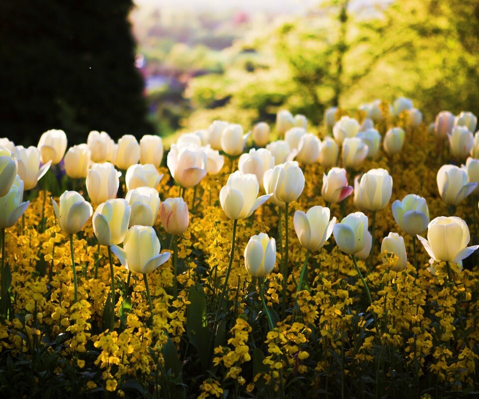 Белые тюльпаны обои