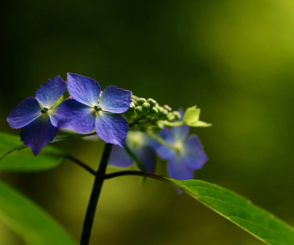 Нежно-синие цветы обои