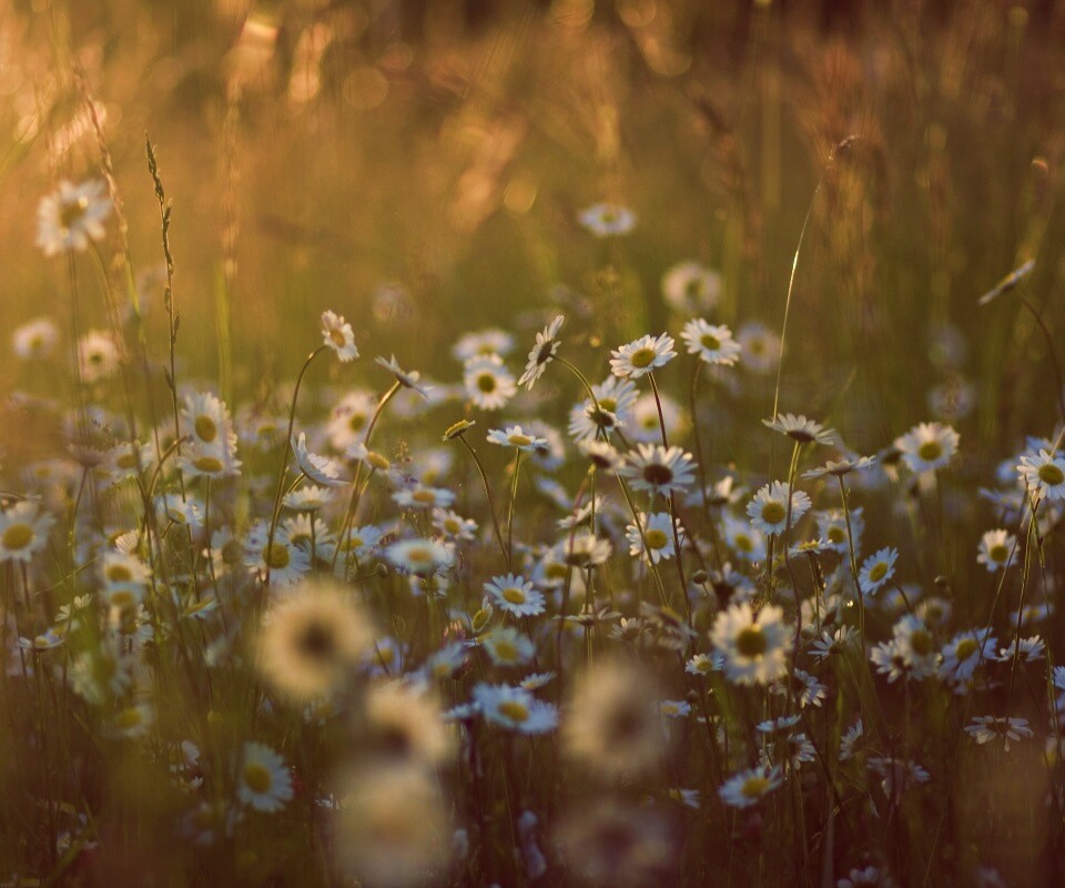 Поле ромашек обои