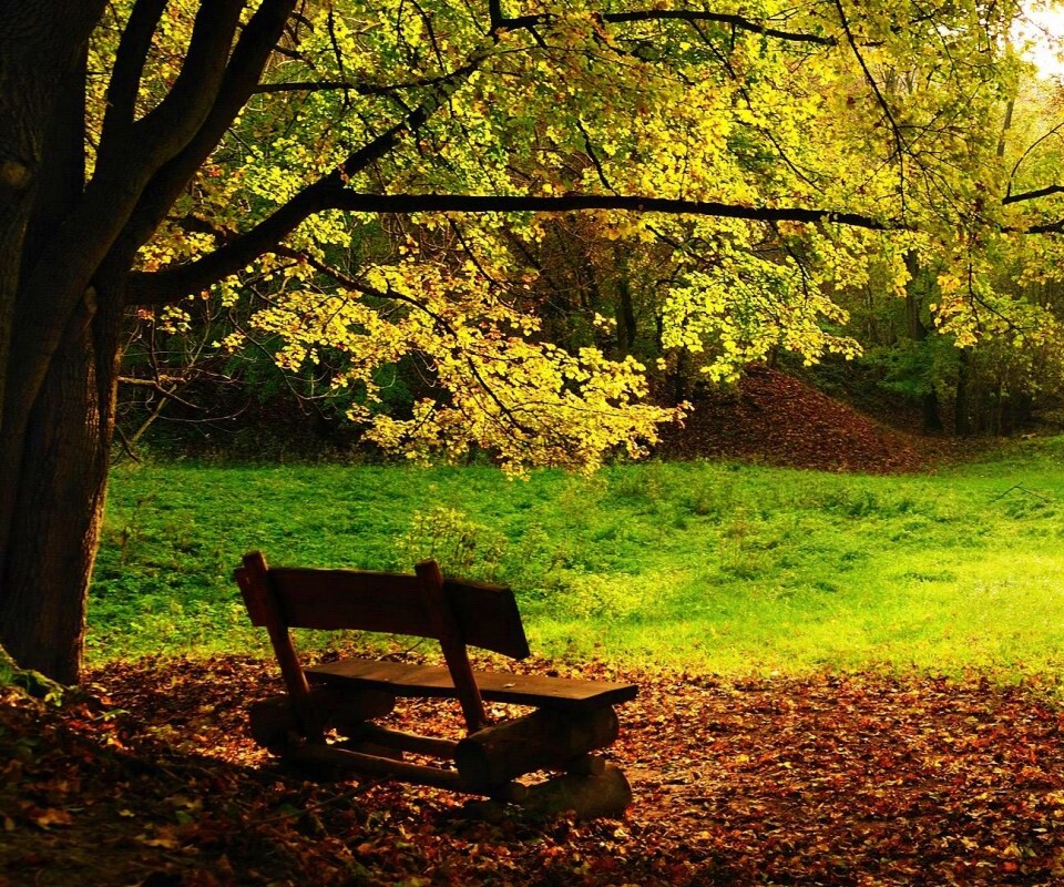 Скамейка под деревом обои