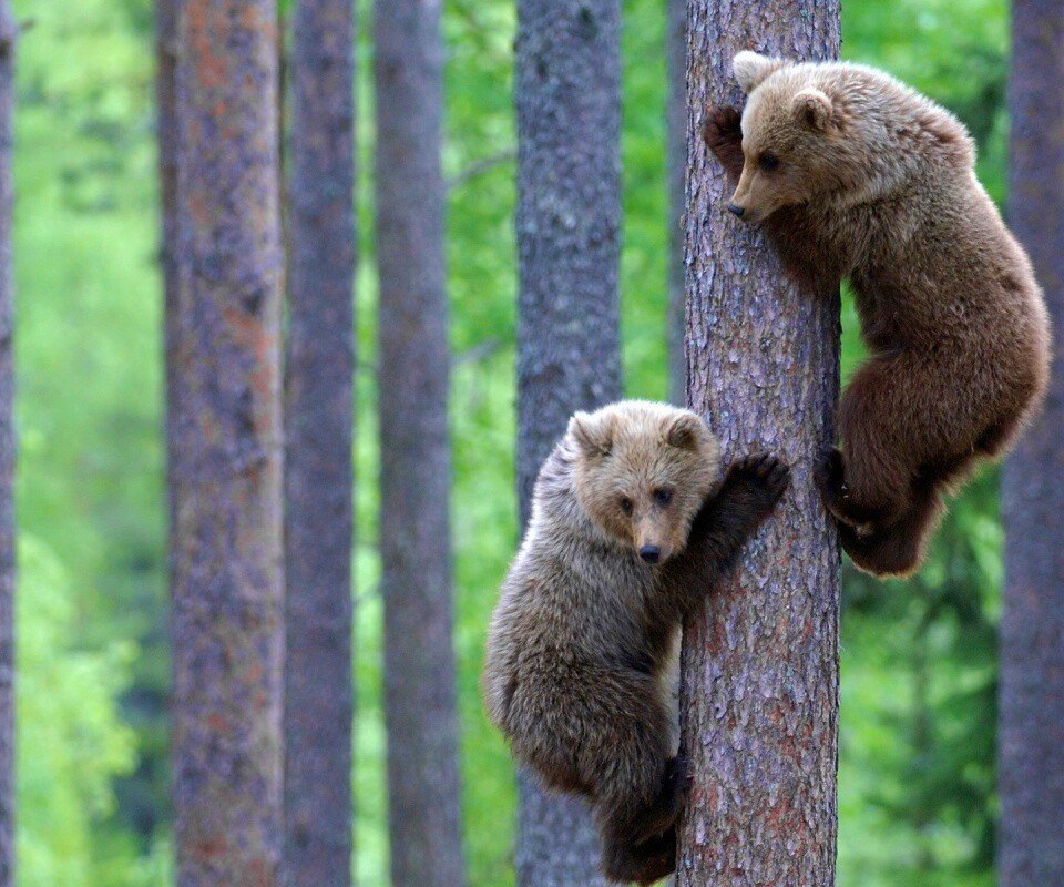 Медвежата обои