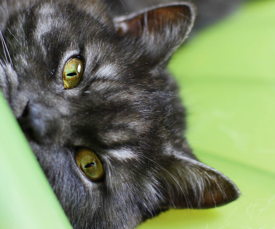 Глаза и уши обои