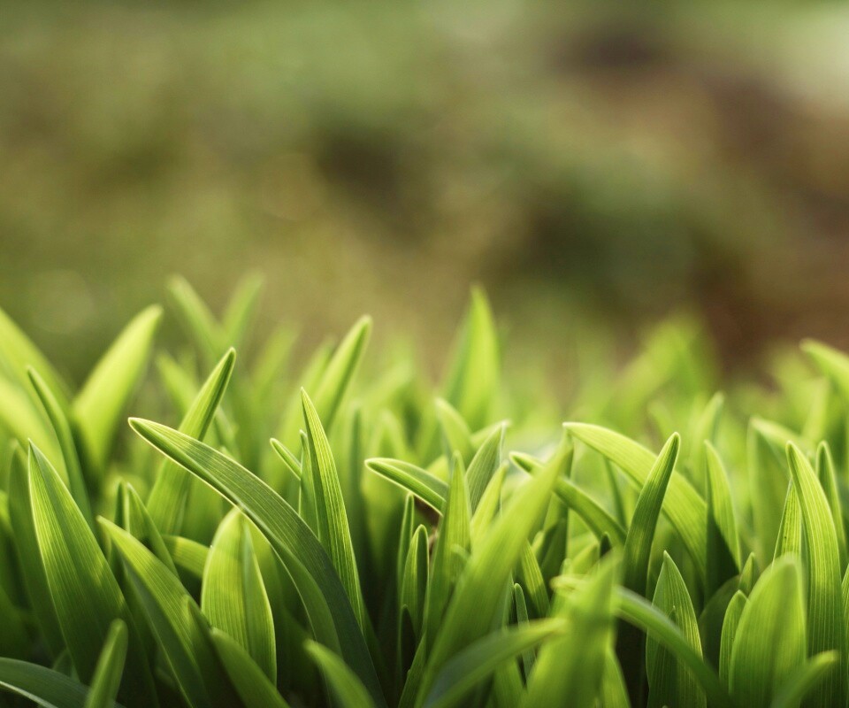 Сочная нежная трава обои