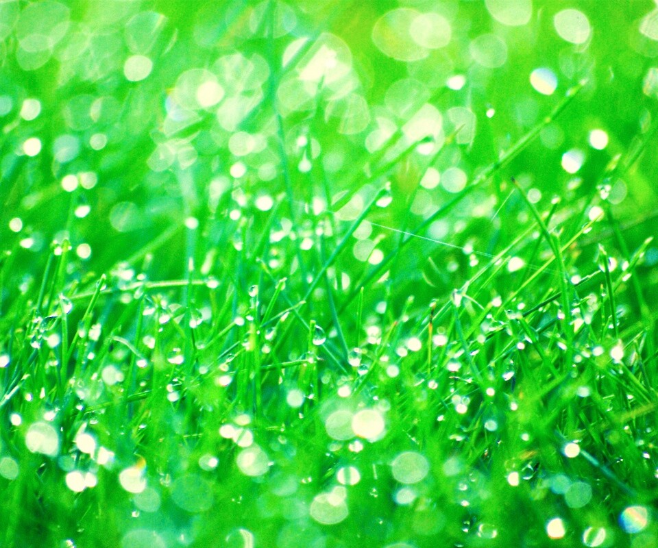 Трава в росе обои