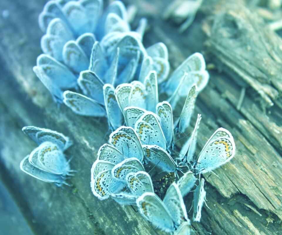 Голубые бабочки обои