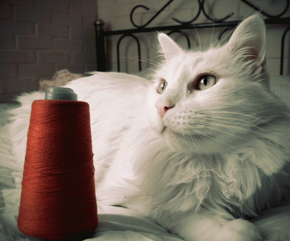 Белый кот с катушкой ниток обои