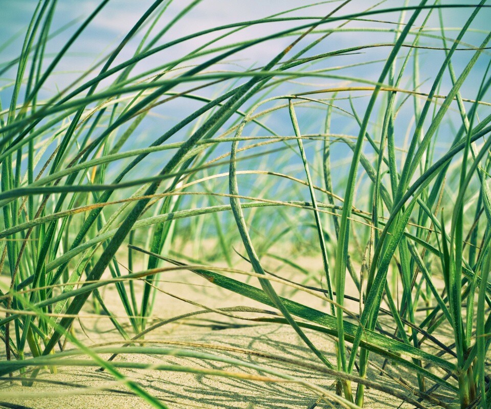 Трава на песке обои