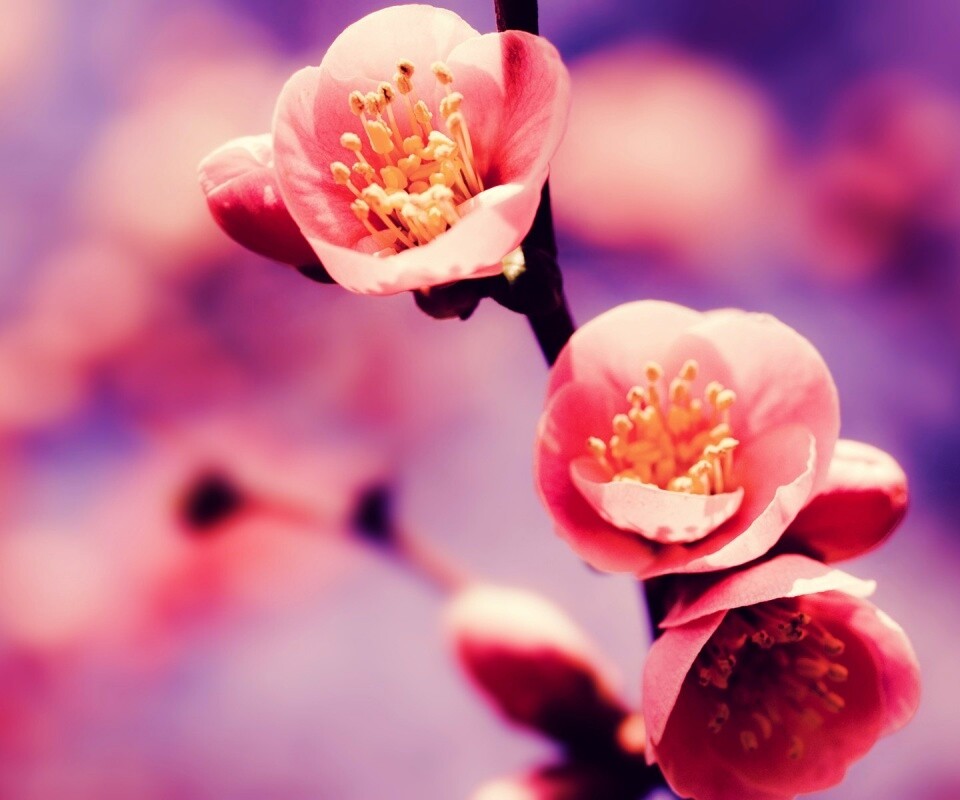 Великолепный цветок обои