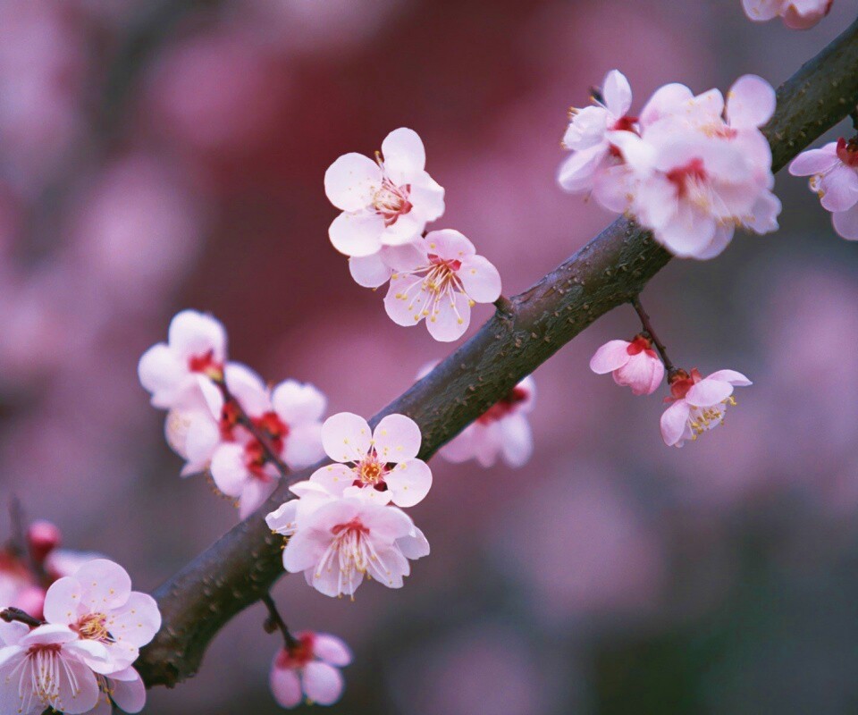 Ветка сакуры обои