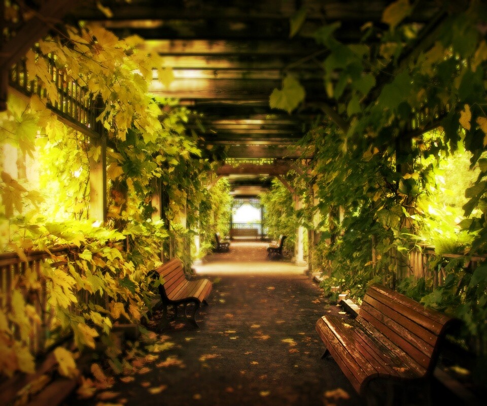 Узкая аллейка обои