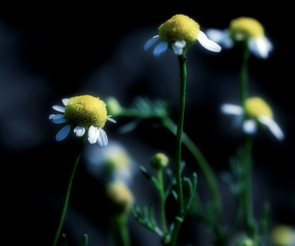 Стремный лепестун обои