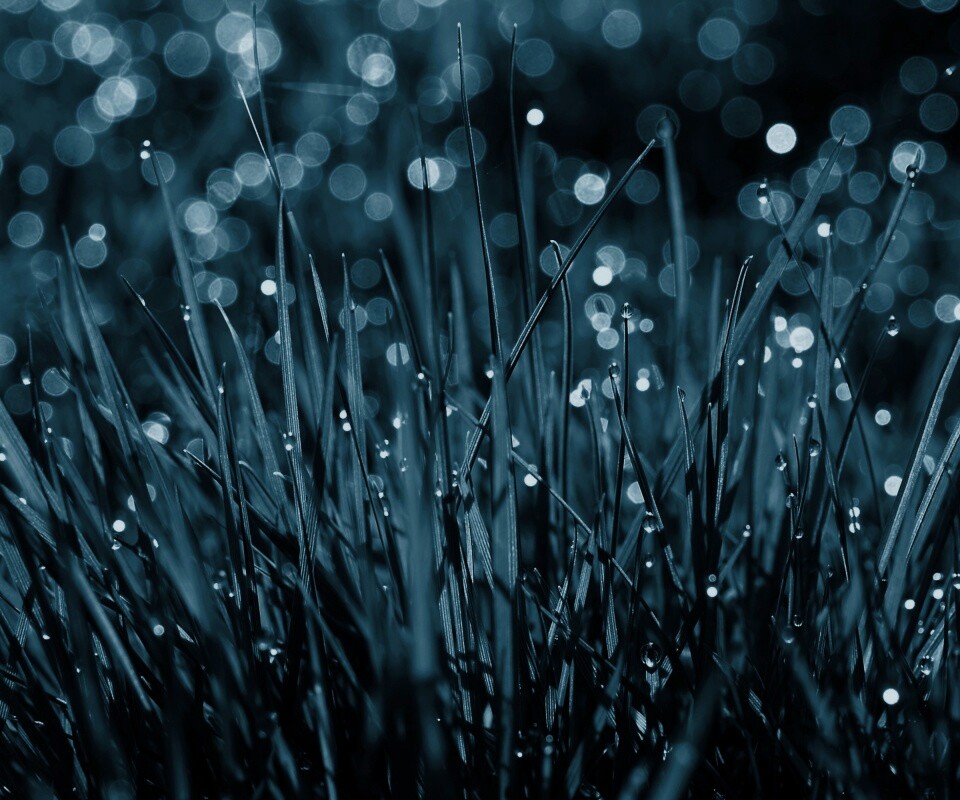 Трава ночью обои
