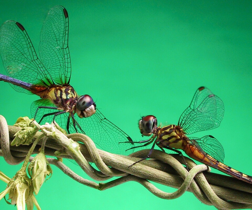 Две стрекозы обои