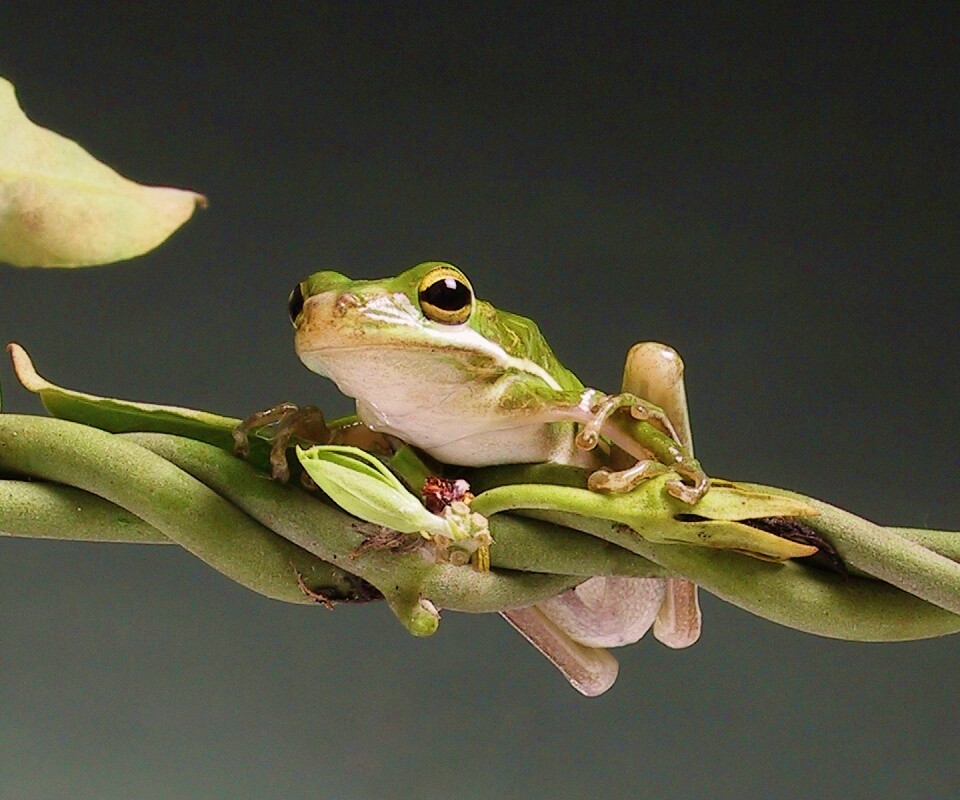 Лупоглазая лягушка на лиане обои