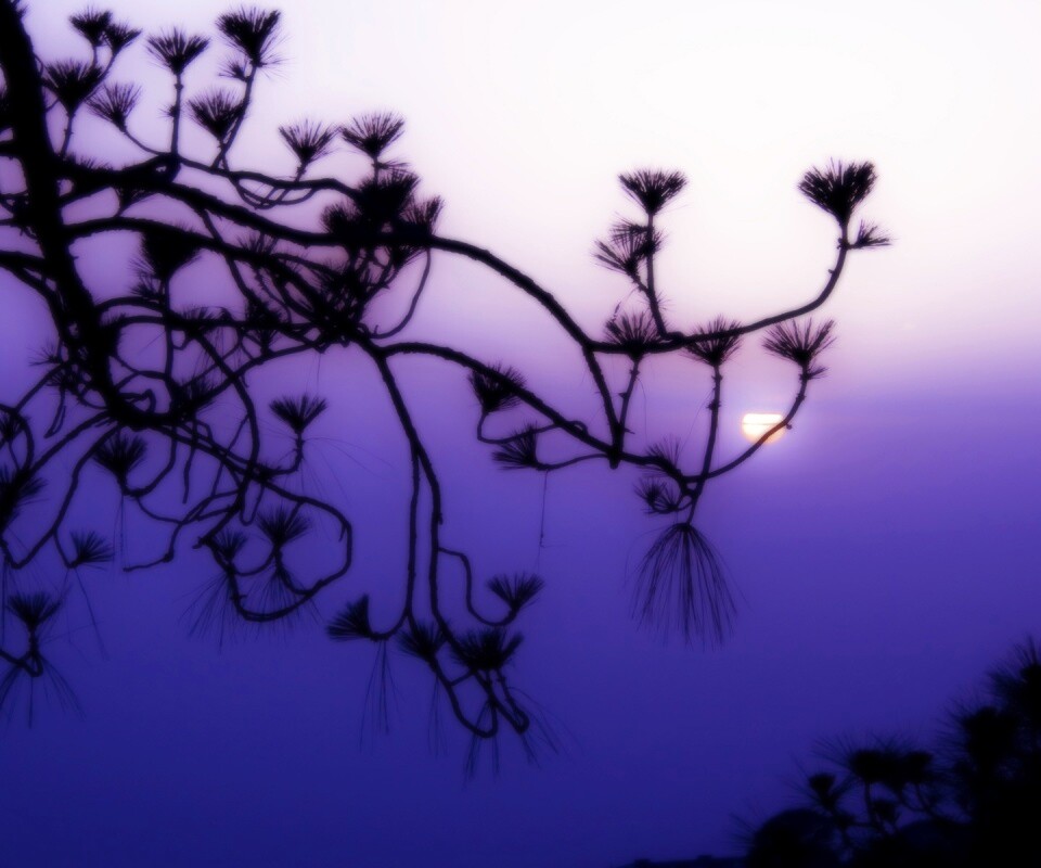 Ленкоранская акация на фоне синего заката обои