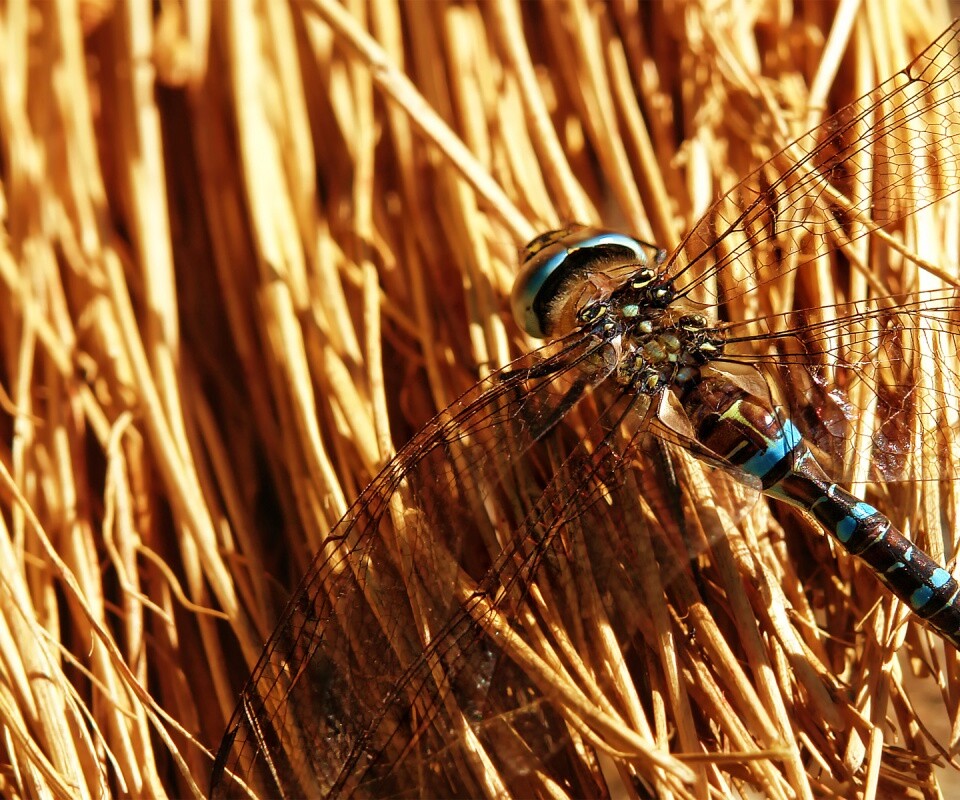 Стрекоза на сене обои