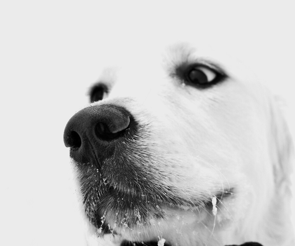 Белый пёсик обои