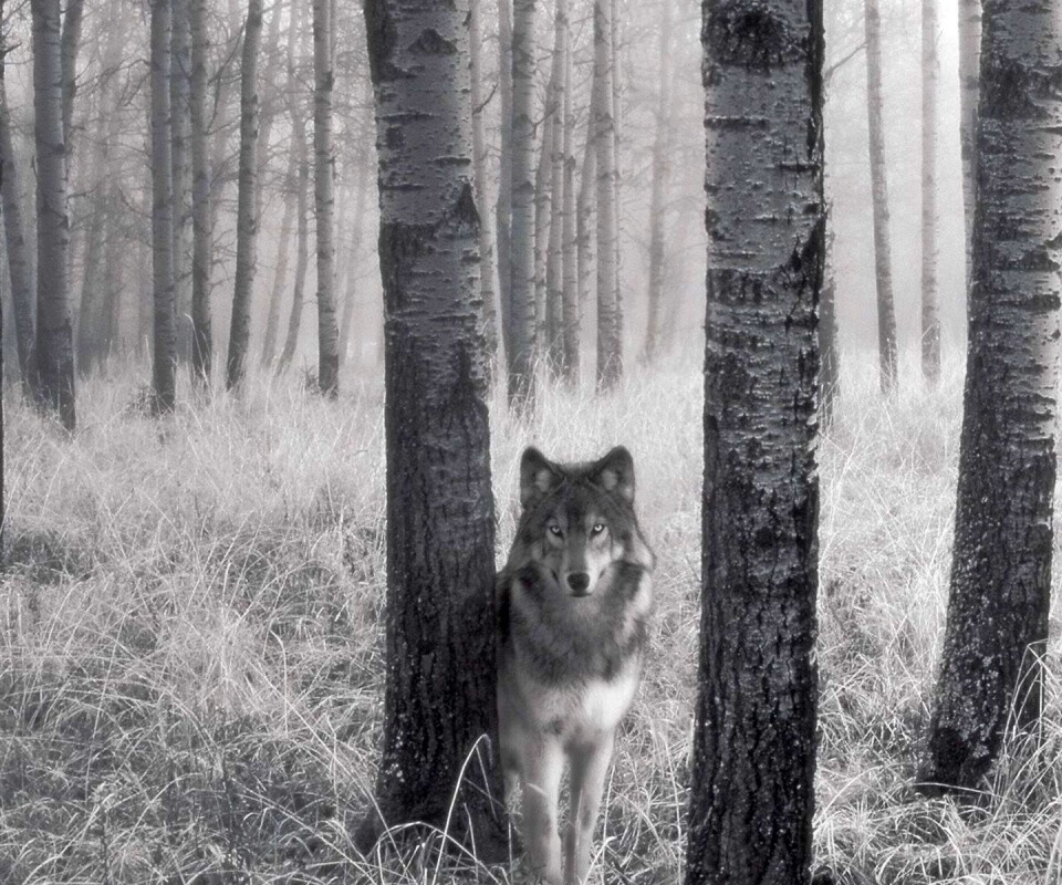Волк в лесу обои