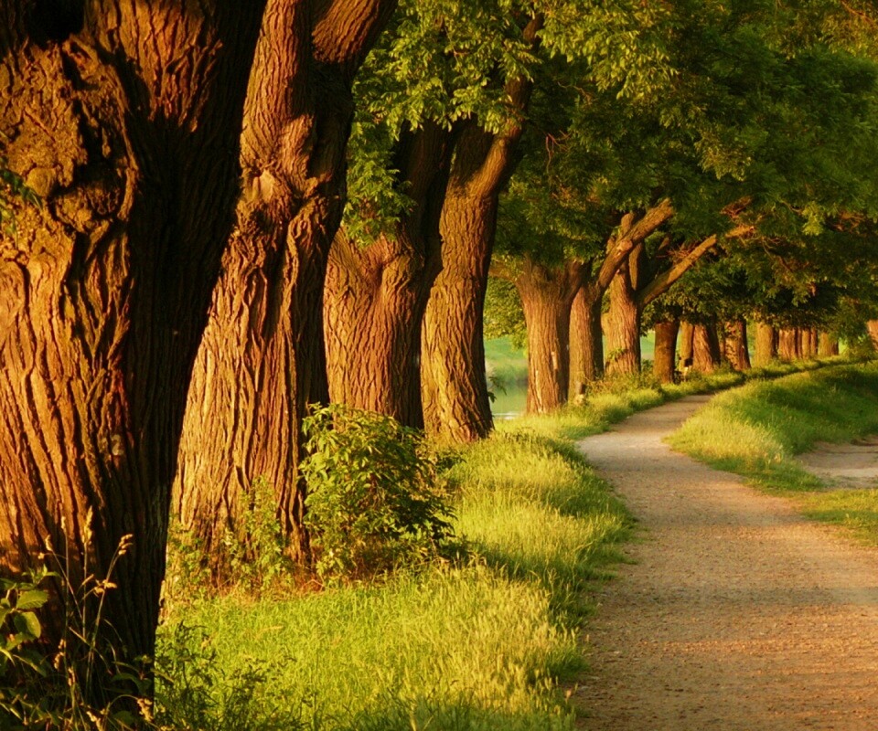 Аллея старых раскидистых деревьев обои