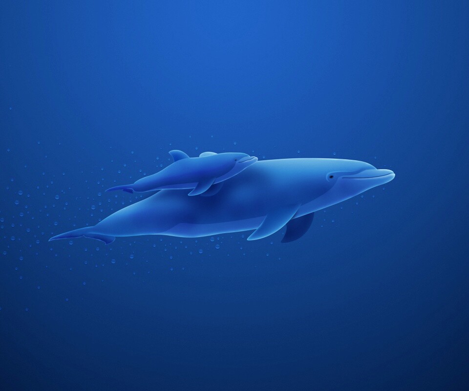 Дельфин и дельфиненок обои