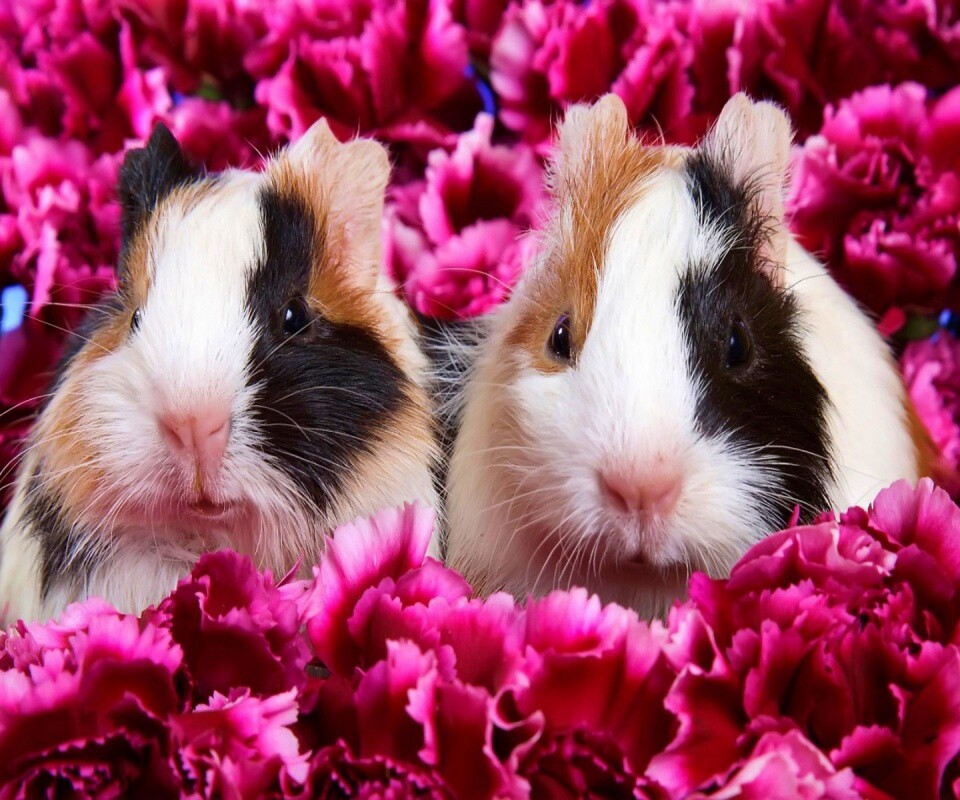 Морские свинки в гвоздиках обои